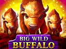 Big Wild Buffalo