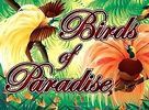 Birds of Paradise