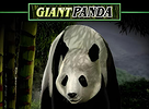 Untamed Giant Panda