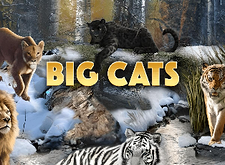 Big Cats preview