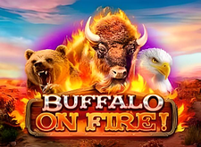 Buffalo on Fire preview