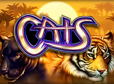 Cats preview