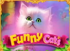 Funny Cats
