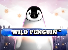 Wild Penguin