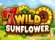 Wild Sunflower preview