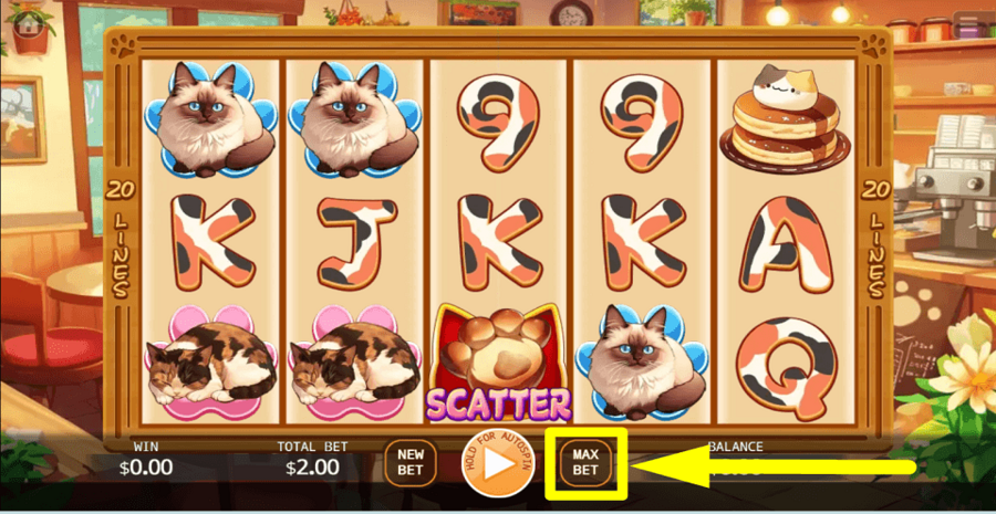 Cafe Meow Max Bet Button