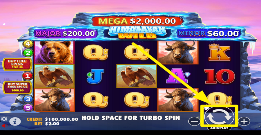 Himalayan Wild Spin