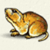 golden tour rat symbol
