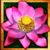 thai flower scatter symbol