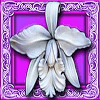 white orchid scatter symbol