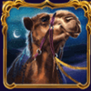 10001 nights camel symbol
