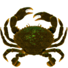 3 treasures crab symbol
