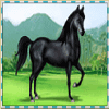 50 horses black horse symbol