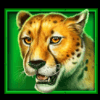 african cats cheetah symbol