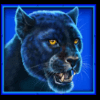 african cats panther symbol