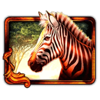 african luck zebra symbol