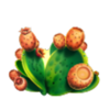 akneye sicily cactus symbol