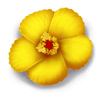aloha charm flower2 symbol