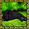 amazonia phanter symbol