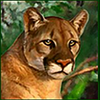 aztec glory buy bonus lion symbol