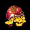 bamboo fortune gold symbol