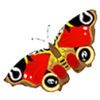 betconstruct crazy monkey butterfly symbol