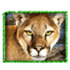 big cats jeopard symbol