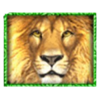 big cats lion symbol