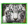 big cats white tiger symbol