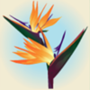birds of paradise plants symbol