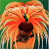 birds of paradise wild symbol