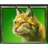 bisonado prizematch wild cat symbol