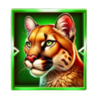 bonanza link midnight train x1000 cougar symbol