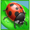 book of charms beetle symbol