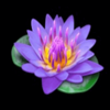 book of oasis lotus symbol