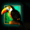 book of the jungle tucano symbol