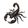 book of xerxes diamond treasures black scorpion symbol