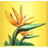 brazilian beauty flower symbol