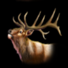 buffalo wild deer symbol