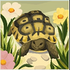 cape wins legends of the coastline turtle symbol