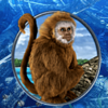 caribbean adventur monkey symbol
