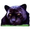 cash cats black panther symbol
