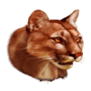 cash cats lioness symbol