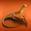 cash falls outback deluxe 96 lizard symbol