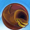charm land gold coins symbol