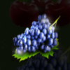 crazy seven 5 deluxe grapes symbol