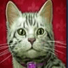 diamond cats cat symbol 4