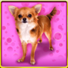 doggone lucky dog standing symbol