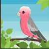 dollars down under pink symbol
