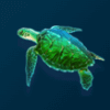 dolphin gold turtle symbol